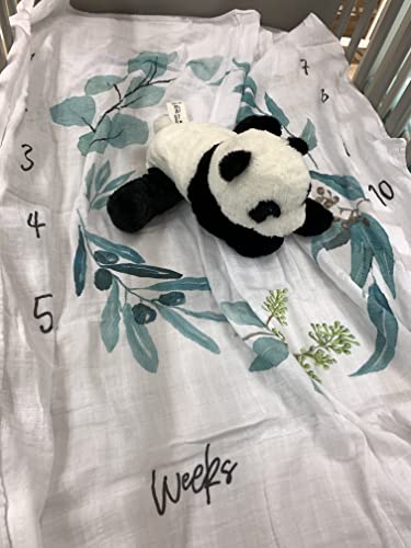 Organic Baby Monthly Milestone Blanket| Eucalyptus